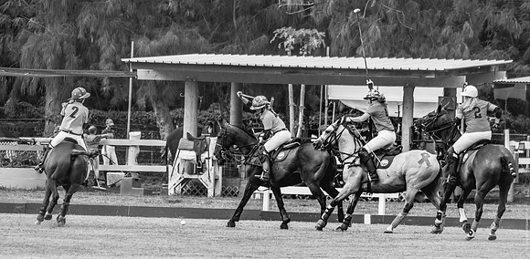 Wahine Hawaii Polo-42