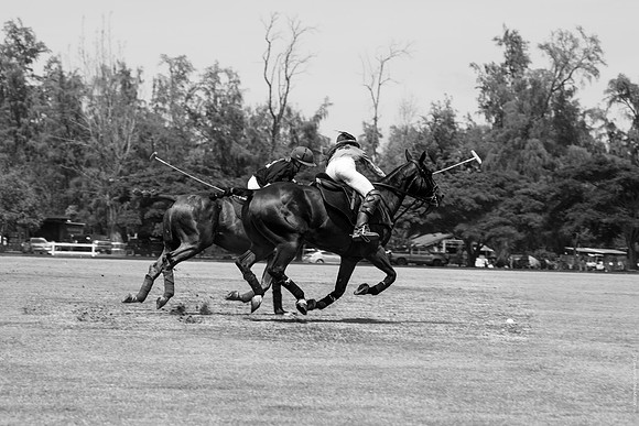 Wahine Hawaii Polo-503