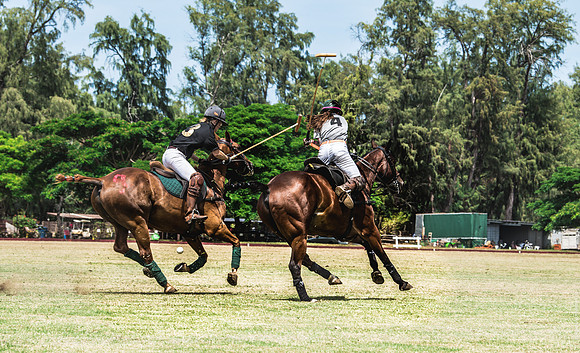 Wahine Hawaii Polo-504