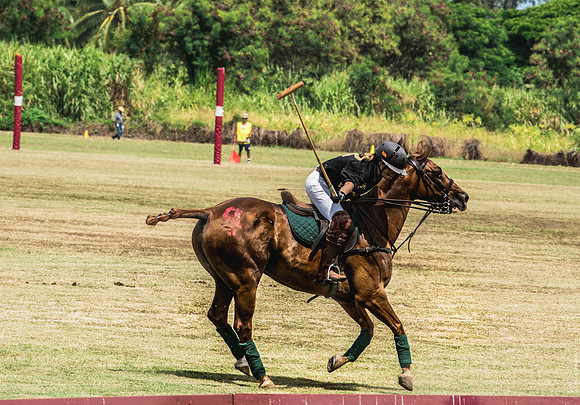 Wahine Hawaii Polo-512
