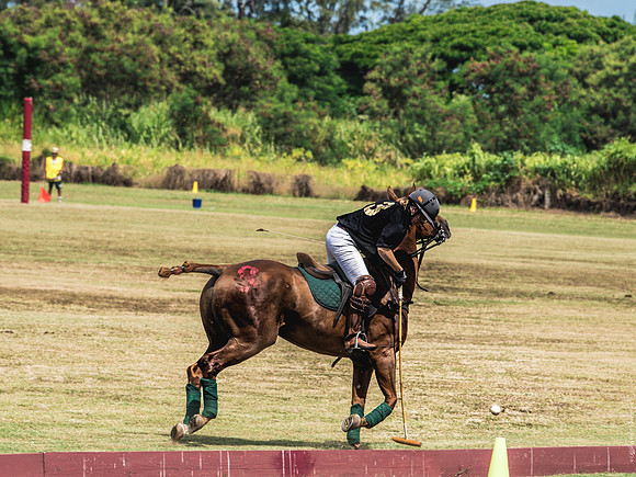 Wahine Hawaii Polo-513