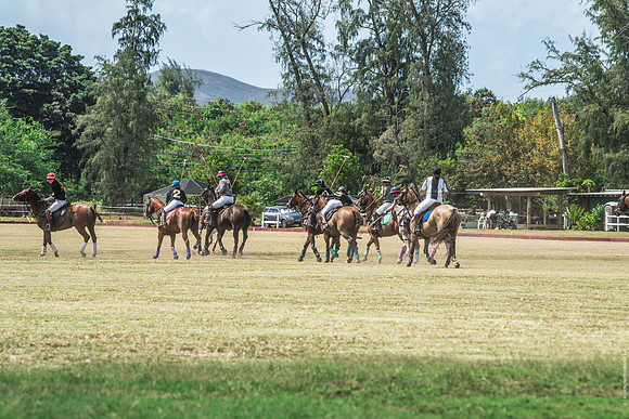 Wahine Hawaii Polo-557